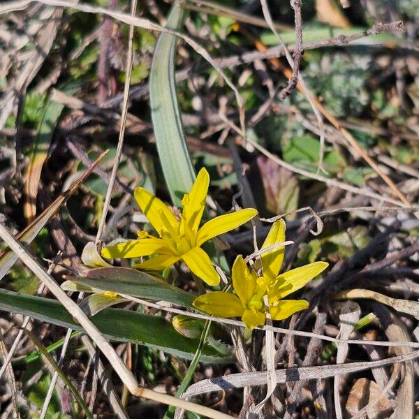 Meadow gagea (Gagea pratensis)