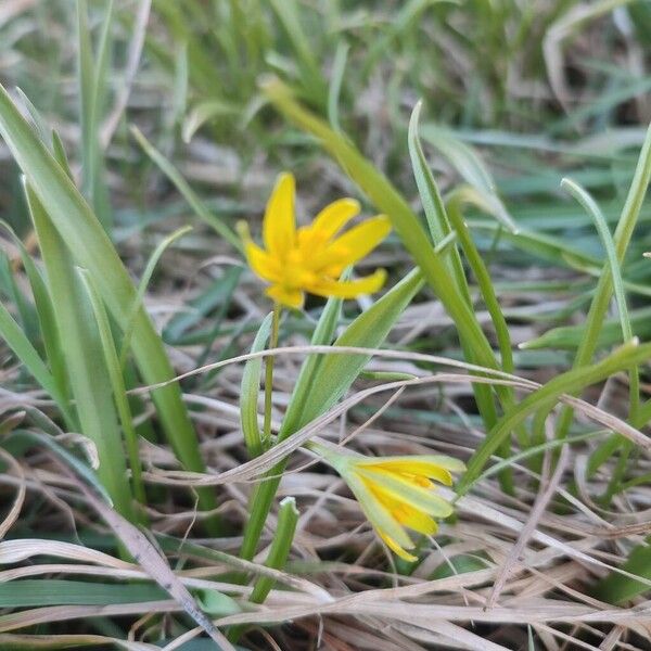 Meadow gagea (Gagea pratensis)