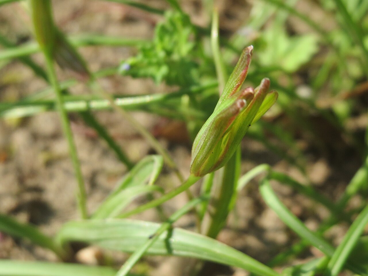 Meadow gagea: Verblühter Wiesen-Gelbstern ( Gagea pratensis ) im Gartenschaupark Hockenheim