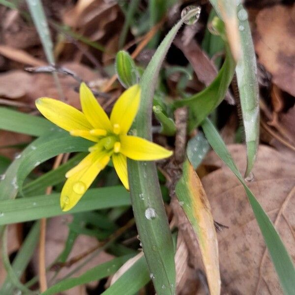 Meadow gagea (Gagea pratensis)