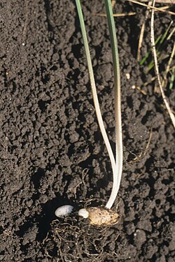 Meadow gagea: Gagea pratensis (Pers.) Dumort. - root tuber. Czech Republic, Palava