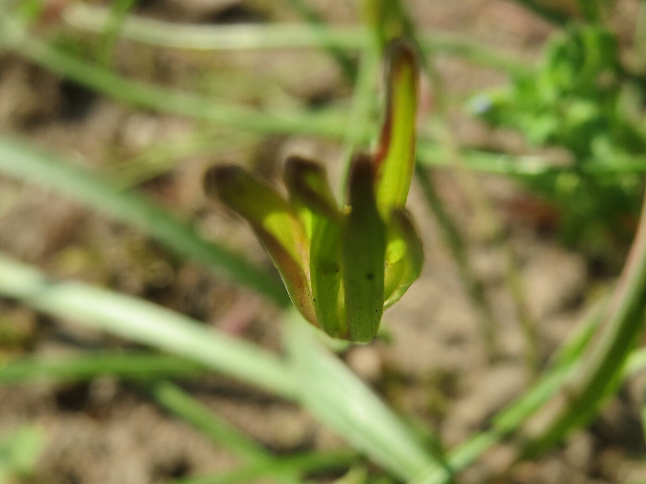Meadow gagea: Verblühter Wiesen-Gelbstern ( Gagea pratensis ) im Gartenschaupark Hockenheim
