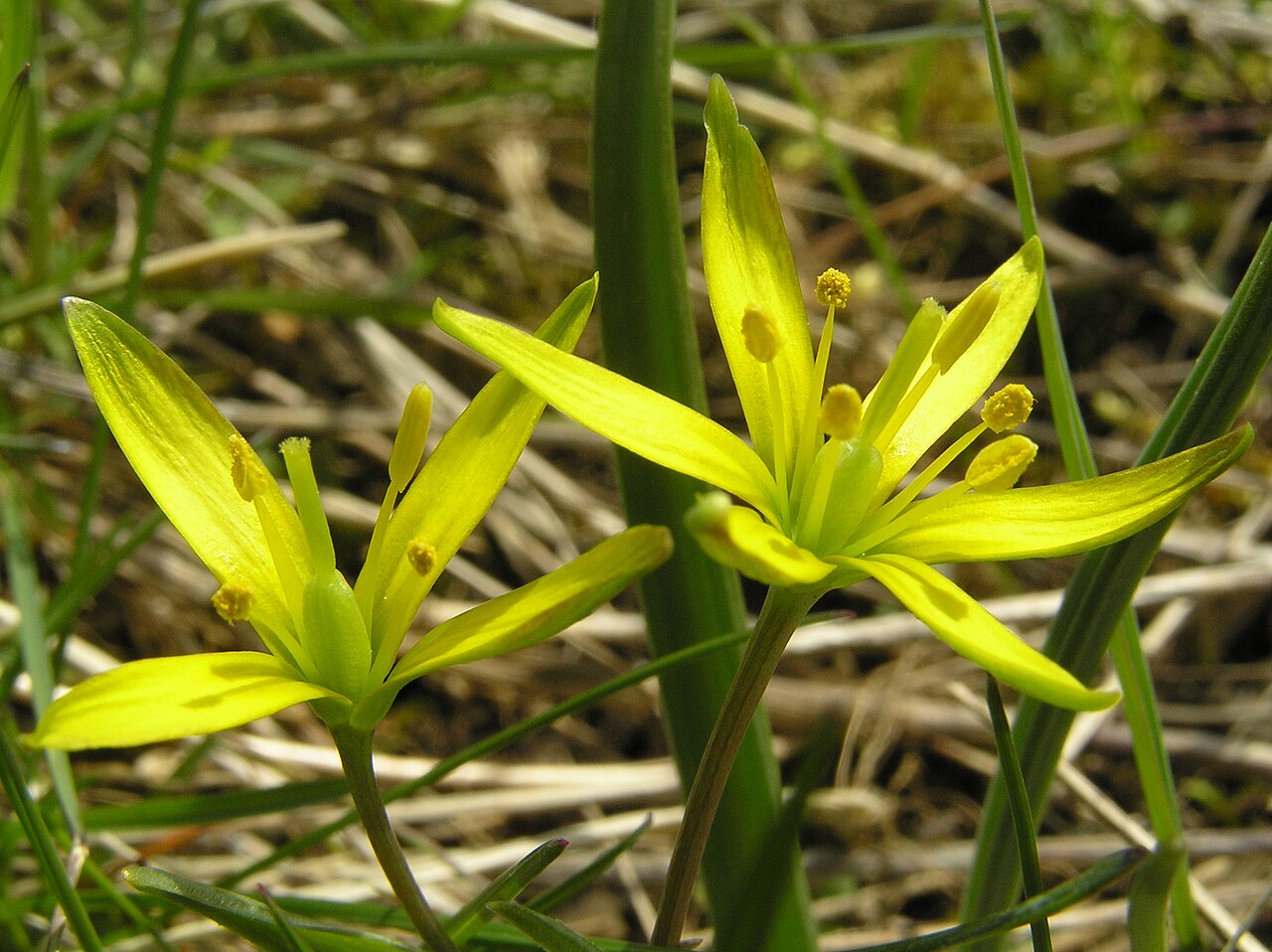 Meadow gagea: Gagea pratensis , aufgenommen im Gartetal auf Kartenblatt (MTB) 4525