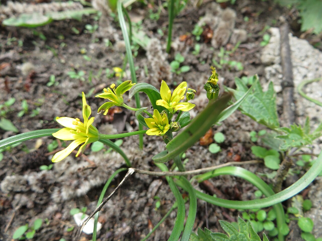 Meadow gagea: Gagea pratensis. Found in Latvia