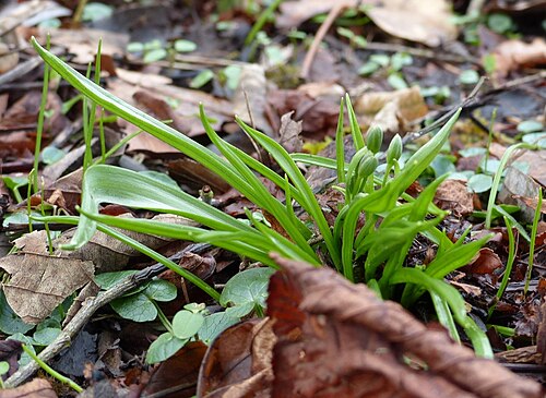 Meadow gagea: Gagea pratensis, Buds and leaves; district Wiesbach in Bad Ems Gelbsternen, Wiesbach