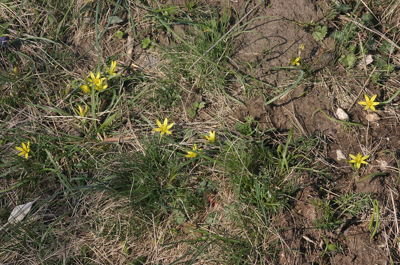 Gagea pusilla: Gagea pusilla