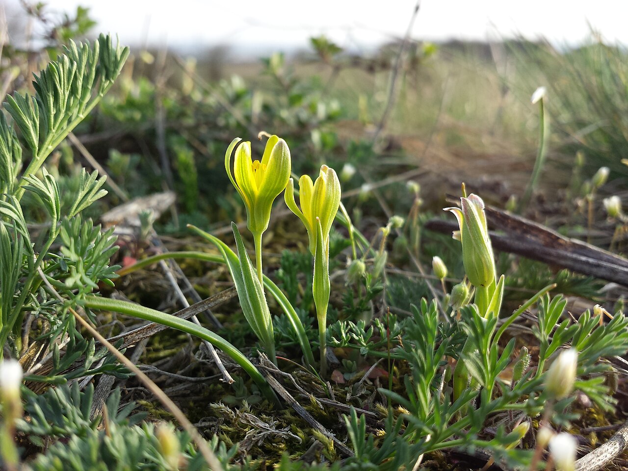 Gagea pusilla: This media shows the natural monument in Vienna with the ID 695 .