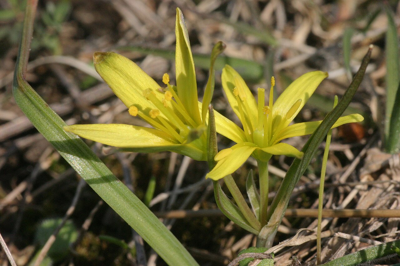 Gagea pusilla: Gagea pusilla