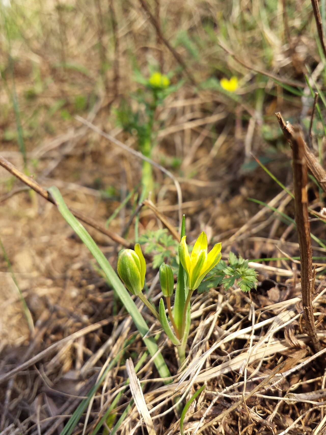 Gagea pusilla: This media shows the natural monument in Vienna with the ID 695 .
