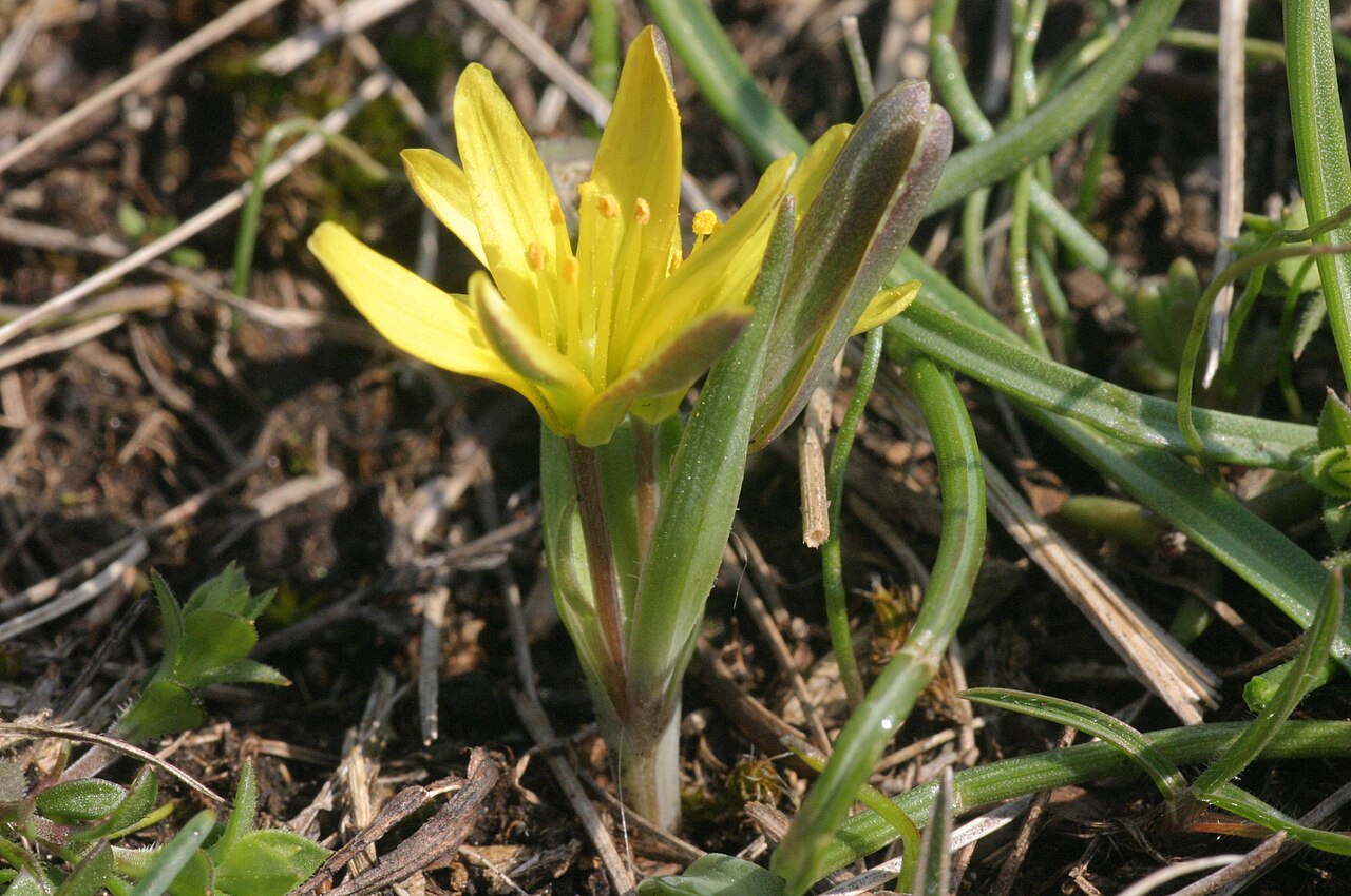 Gagea pusilla: Gagea pusilla