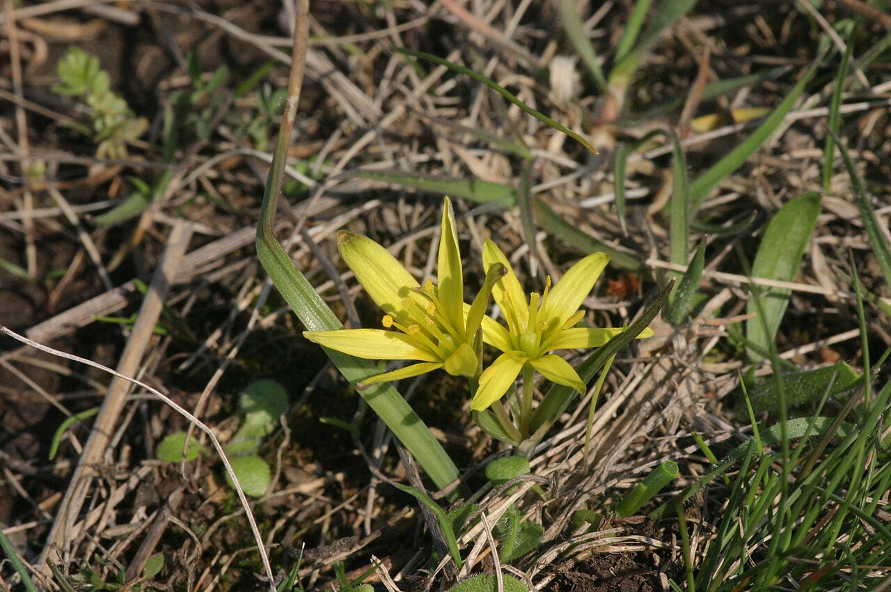 Gagea pusilla: Gagea pusilla