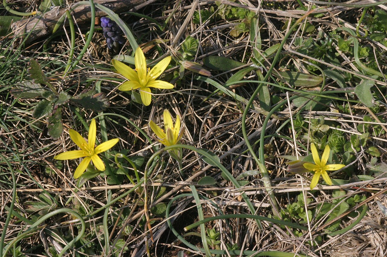 Gagea pusilla: Gagea pusilla