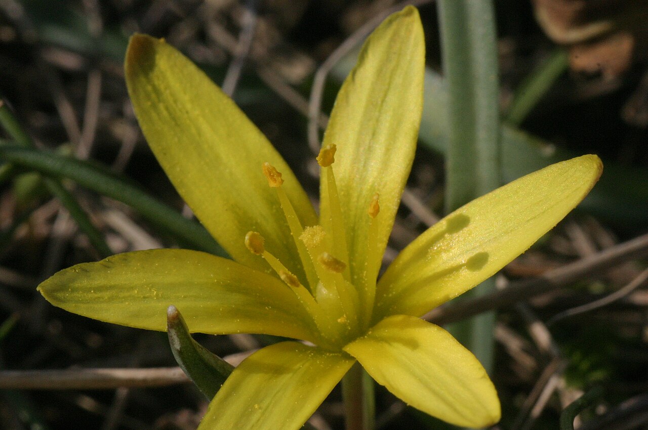 Gagea pusilla: Gagea pusilla