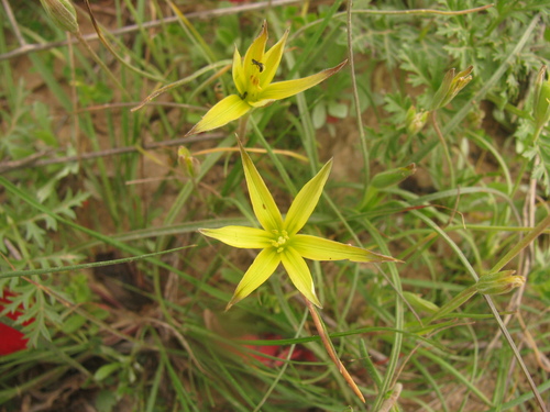 Stiff gagea (Gagea rigida)