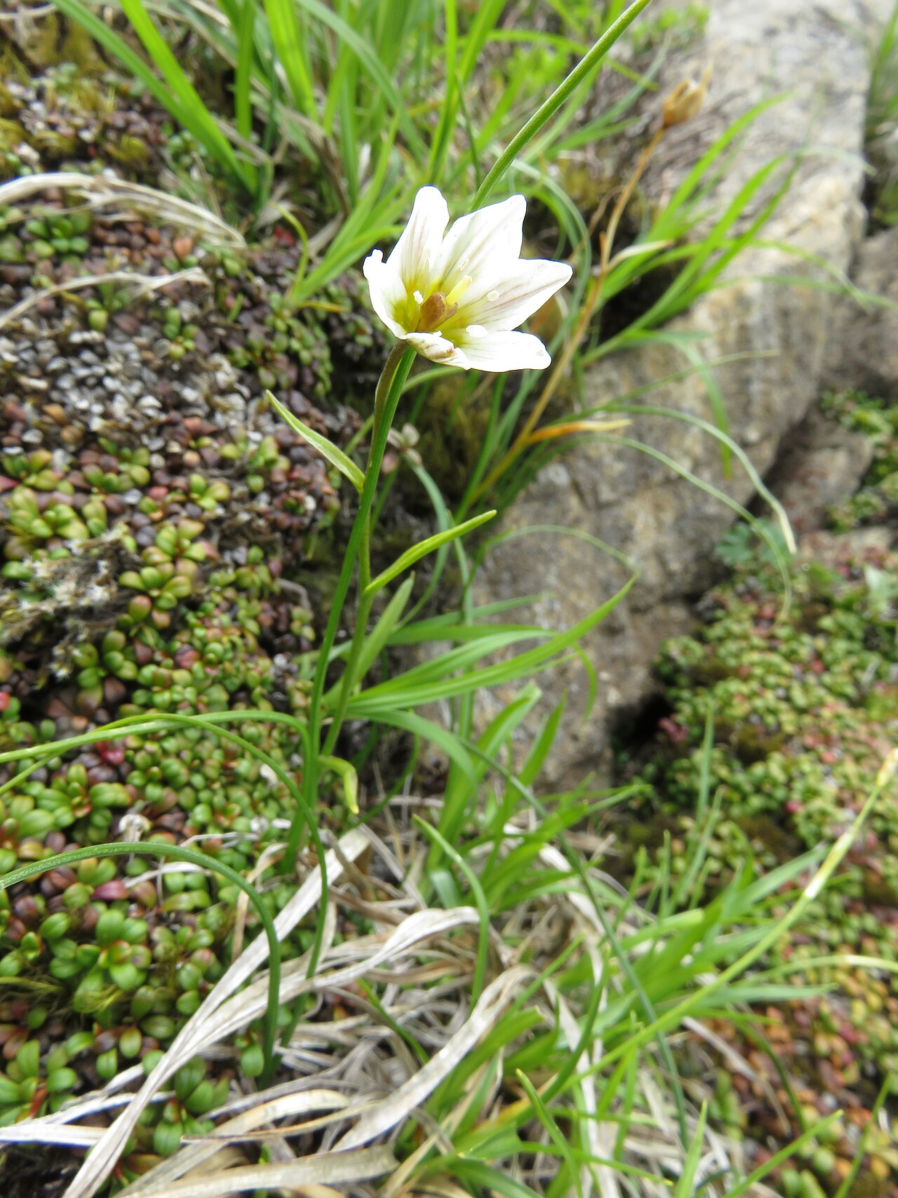 Snowdon alplily: Lloydia serotina , Mount Hayachine, Iwate pref., Japan
