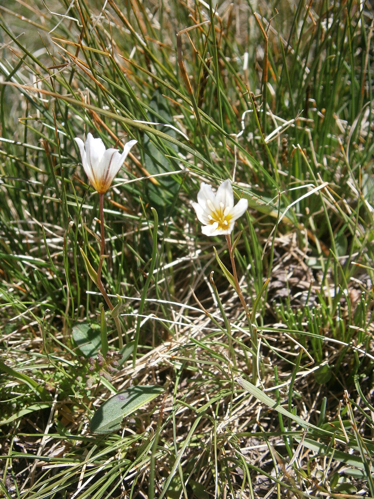 Snowdon alplily: Lloydia serotina
