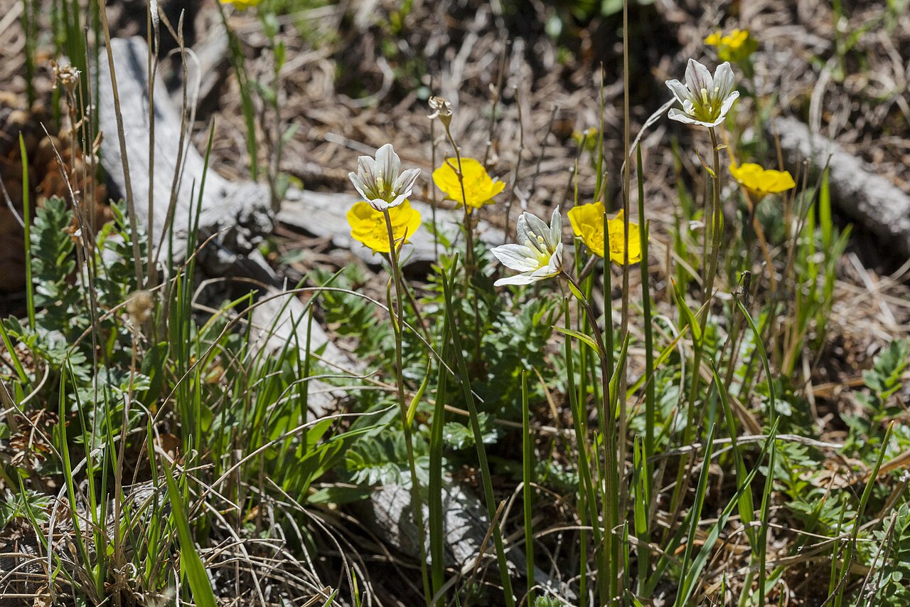 Snowdon alplily: Lloydia serotina , Sangre de Cristo Mountains, southeast of Latir Peak and south of the Latir Lakes, 36.789 -105.464, Taos County, New Mexico, 30 Jun 2019.