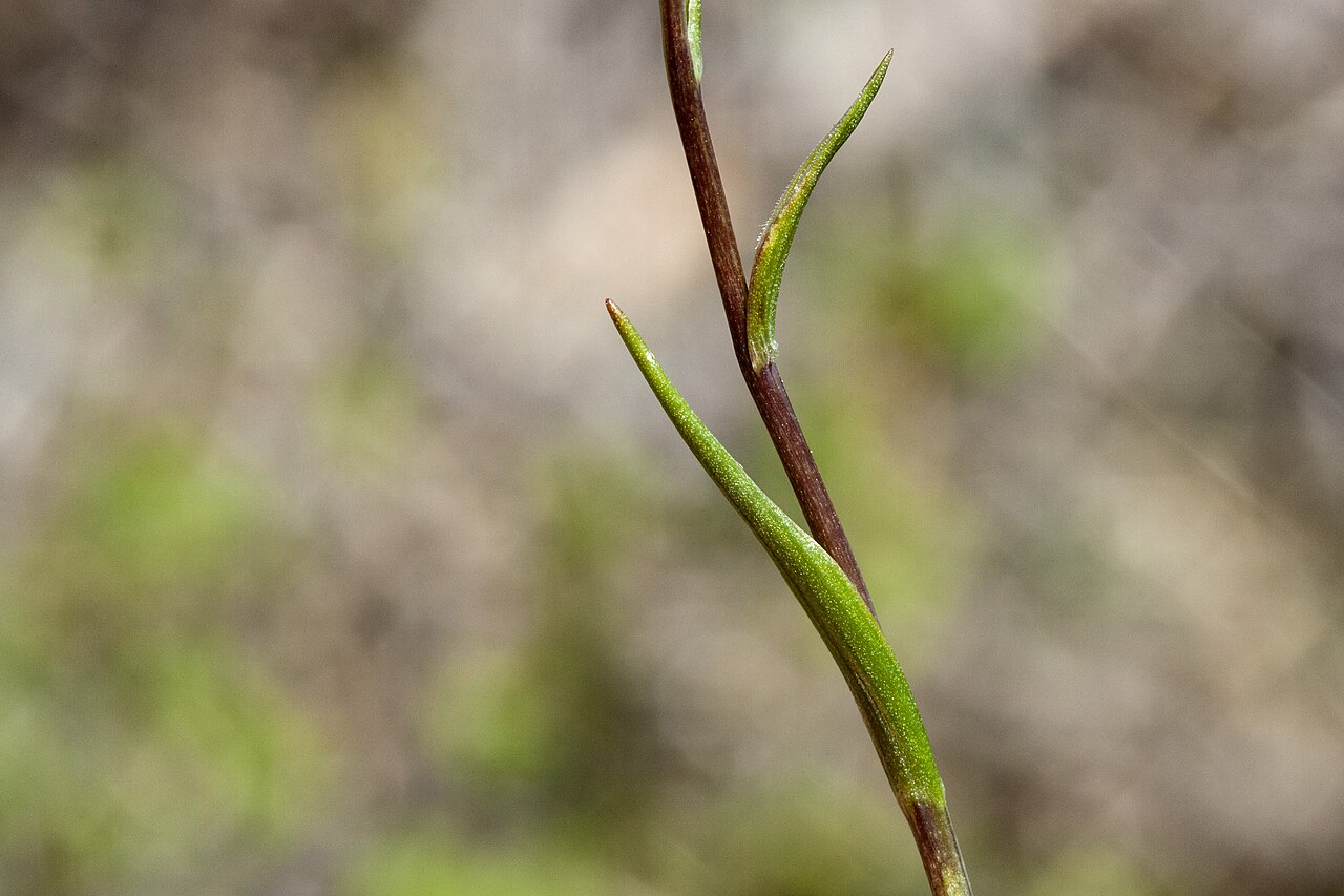 Snowdon alplily: Lloydia serotina , Sangre de Cristo Mountains, southeast of Latir Peak and south of the Latir Lakes, 36.789 -105.464, Taos County, New Mexico, 30 Jun 2019.