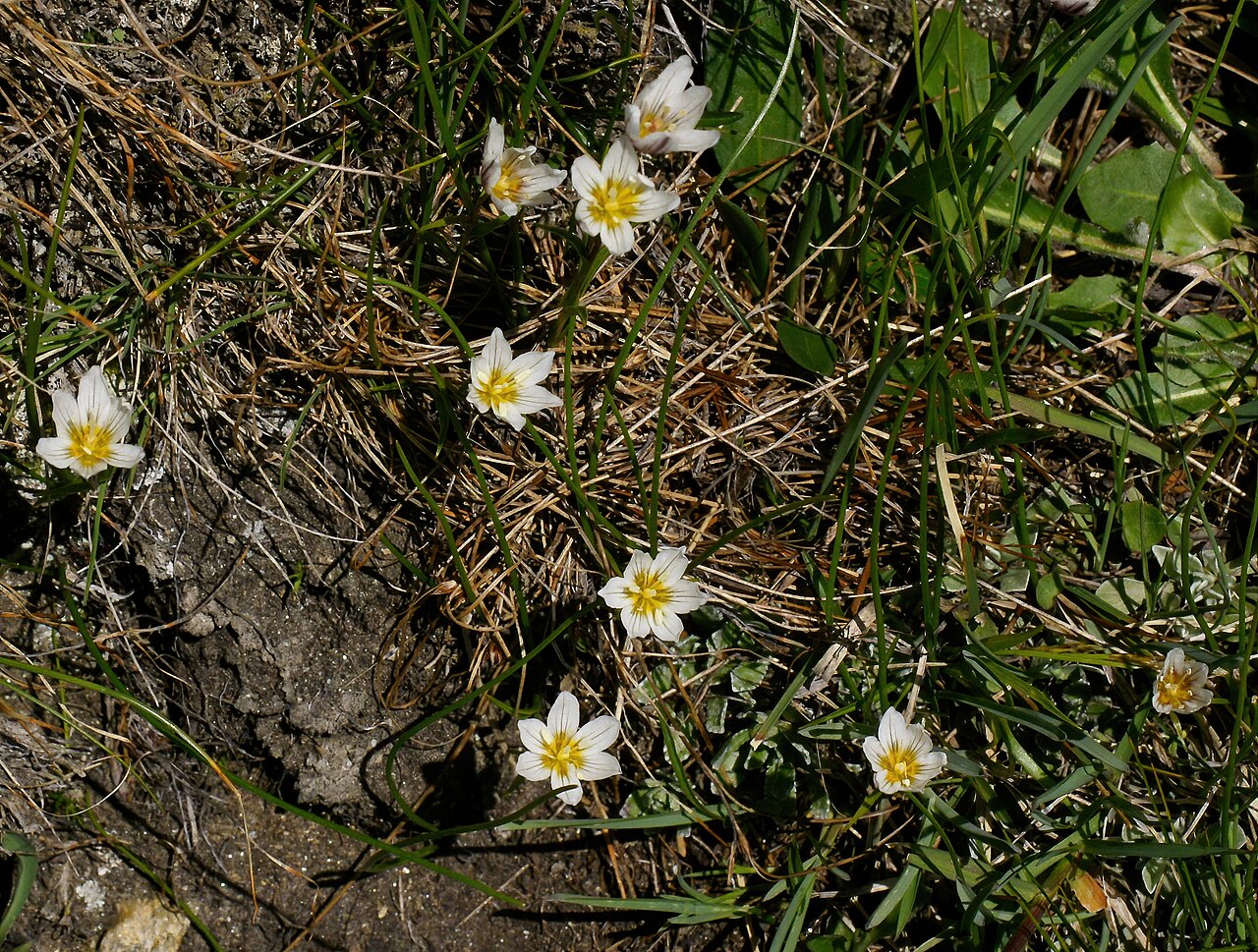 Snowdon alplily: Snowdon lily ( Gagea serotina , also known as Lloydia serotina ) between Triftalp and Kreuzboden, Valais , Switzerland