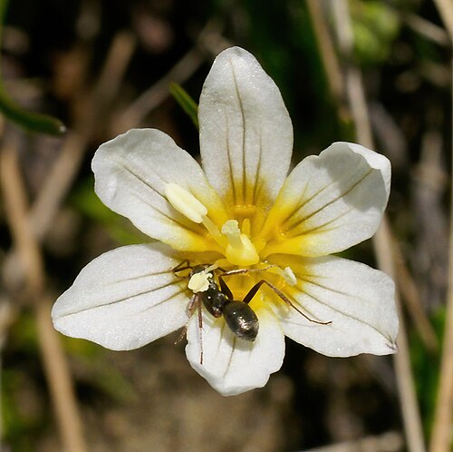 Snowdon alplily: Snowdon lily ( Gagea serotina , also known as Lloydia serotina ) between Triftalp and Kreuzboden, Valais , Switzerland