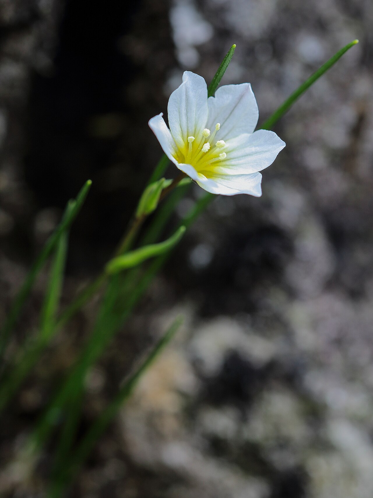 Snowdon alplily: Brwynddail y mynydd neu Lili'r Wyddfa, Cwm Du'r Arddu, mi welais 14 o flodau yno.