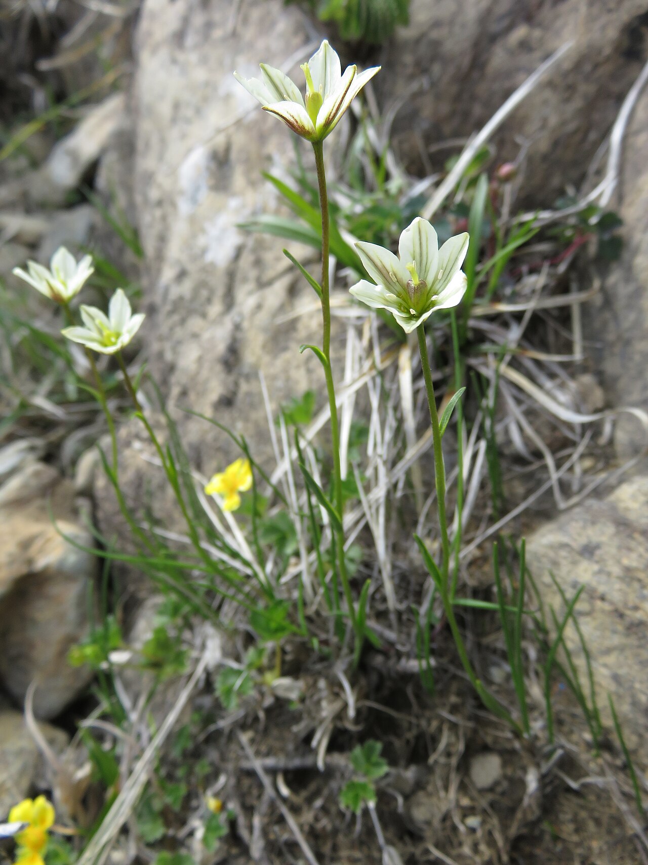 Snowdon alplily: Lloydia serotina , Mount Hayachine, Iwate pref., Japan