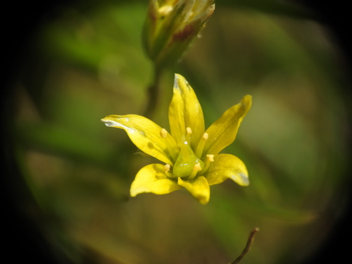 Gagea soleirolii (Gagea soleirolii)