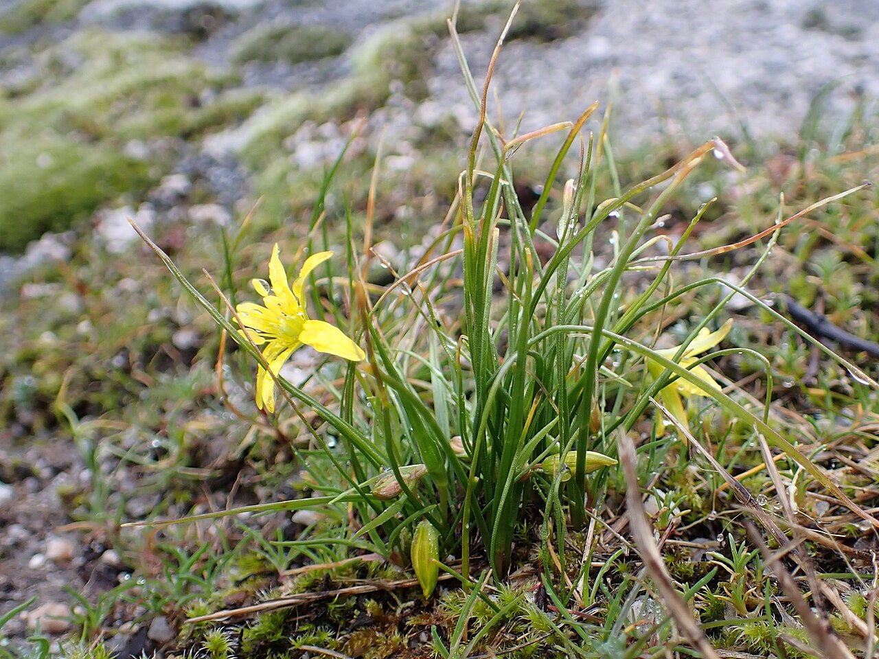 Gagea soleirolii: Gagea soleirolii in Parque Natural do Alvão near Vila Real in N Portugal