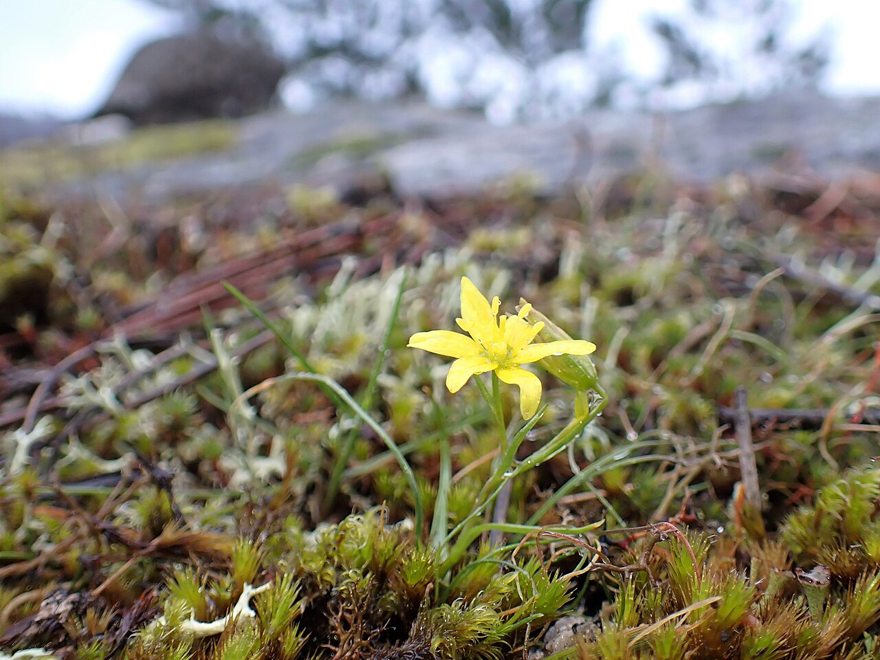 Gagea soleirolii: Gagea soleirolii in Parque Natural do Alvão near Vila Real in N Portugal