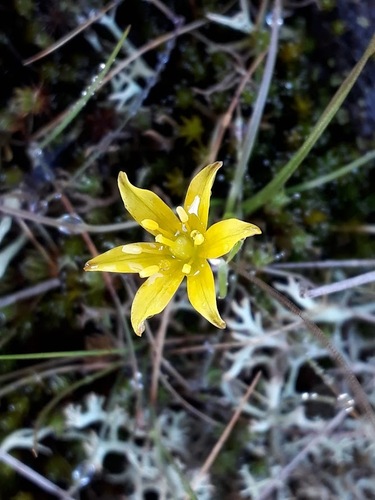 Gagea soleirolii (Gagea soleirolii)