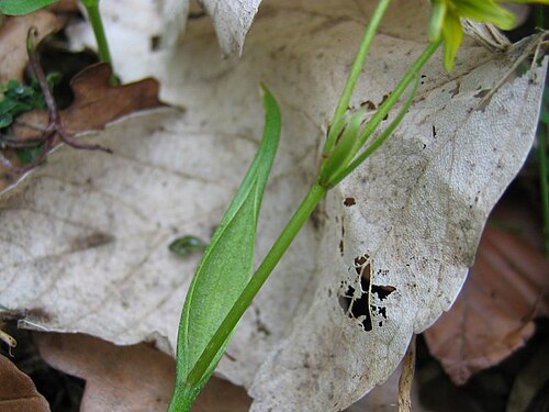 Belgian gagea: Blatt des Scheiden-Gelbsterns Gagea spathacea , Pölchow bei Rostock