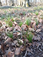 Belgian gagea (Gagea spathacea)
