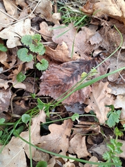 Belgian gagea (Gagea spathacea)