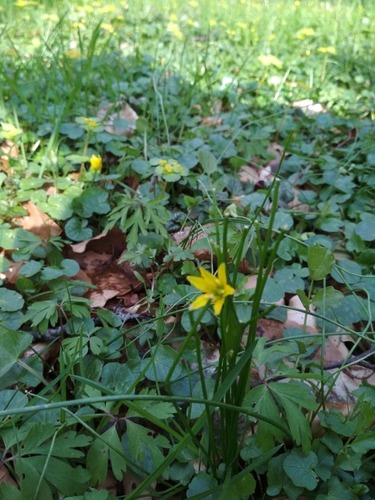 Belgian gagea (Gagea spathacea)