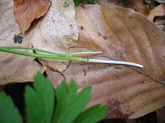 Belgian gagea: Blattgrund des Scheiden-Gelbsterns Gagea spathacea , Pölchow bei Rostock