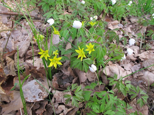 Belgian gagea (Gagea spathacea)
