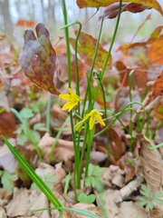 Belgian gagea (Gagea spathacea)