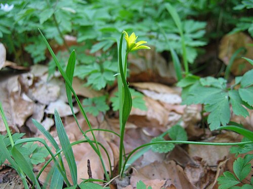 Belgian gagea: Scheiden-Gelbstern Gagea spathacea , Pölchow bei Rostock