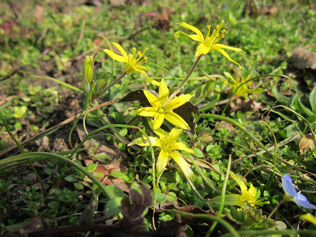 Hairy star of Bethlehem: Acker-Gelbstern ( Gagea villosa ) im Landesgartenschaupark in Hockenheim