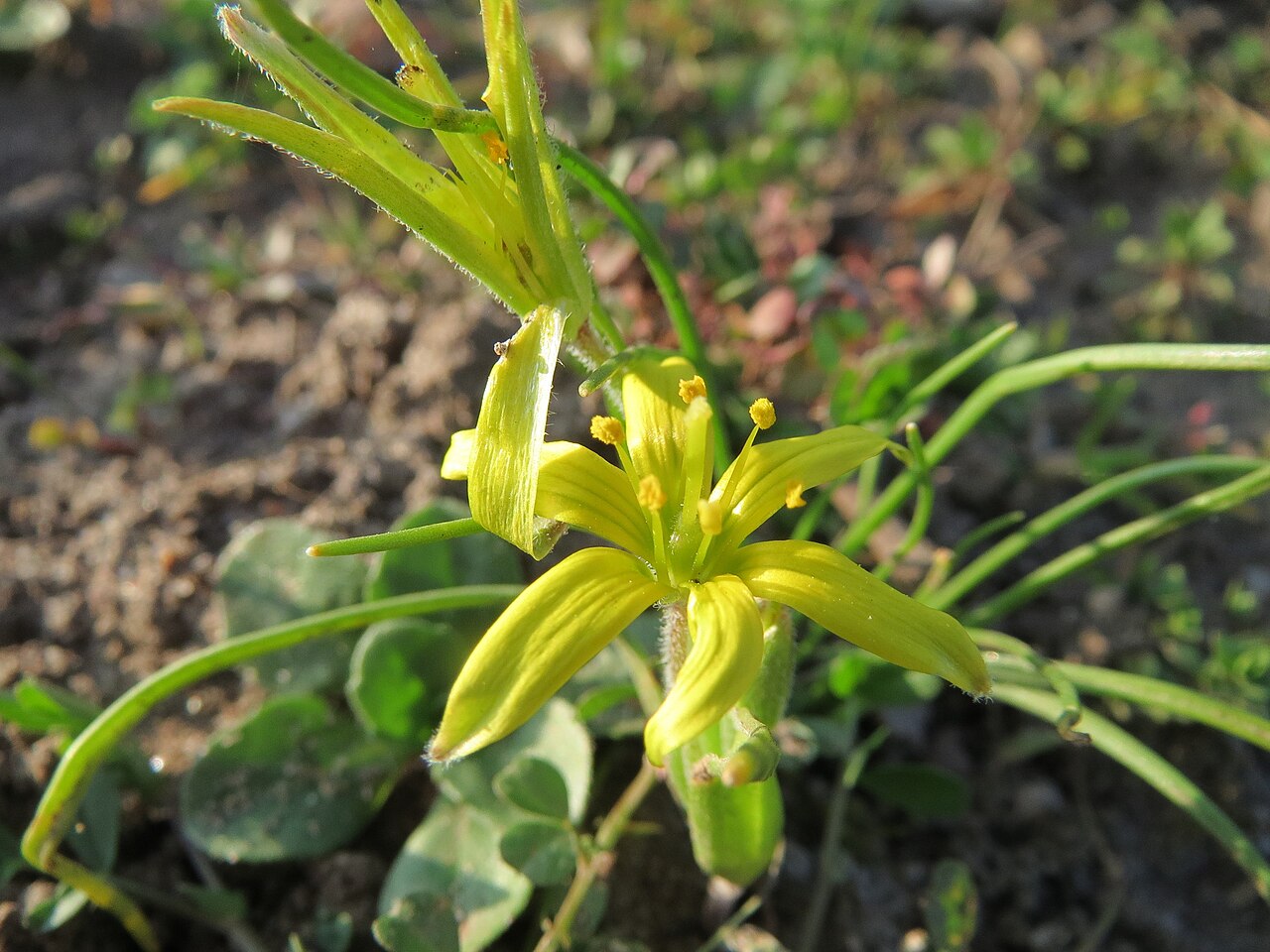 Hairy star of Bethlehem: Acker-Gelbstern ( Gagea villosa ) im Landesgartenschaupark in Hockenheim