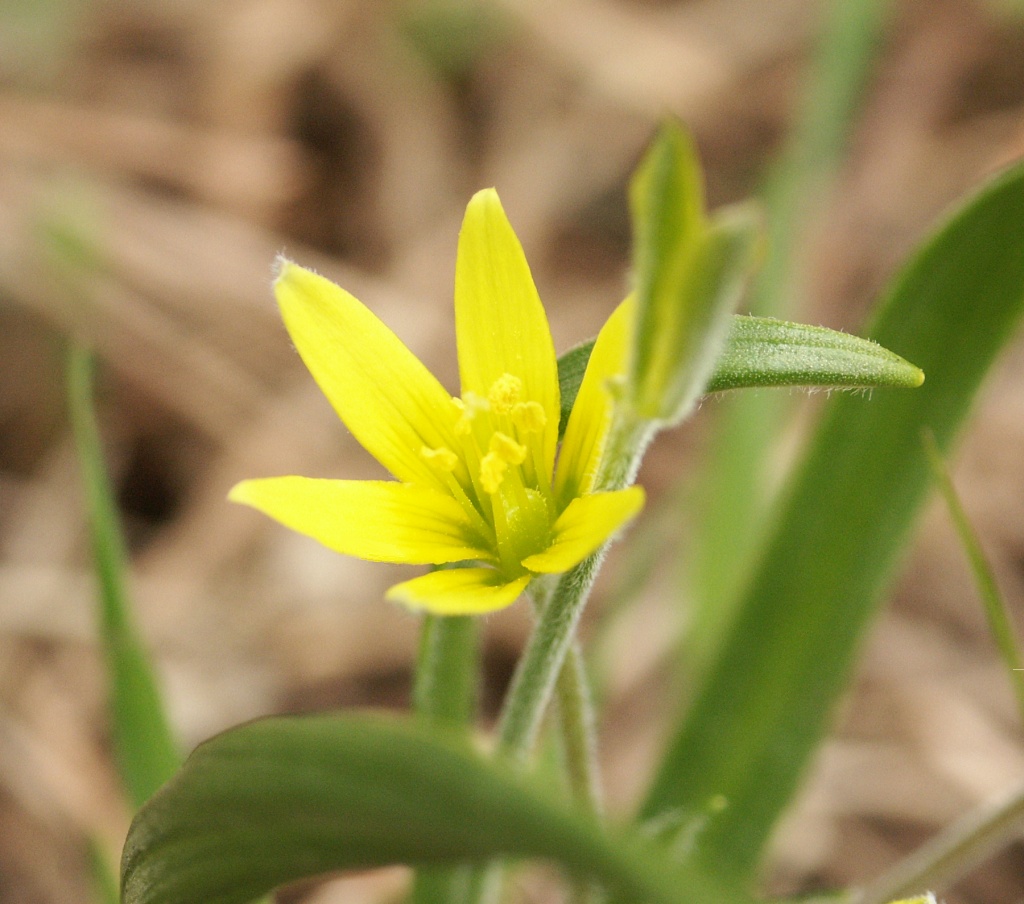 Hairy star of Bethlehem: Description: Gagea villosa Date: 15. March 2003