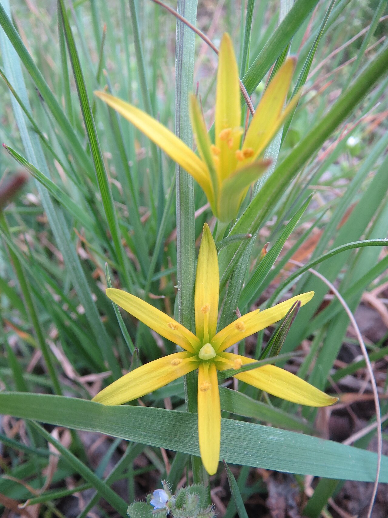 Hairy star of Bethlehem: Acker-Gelbstern ( Gagea villosa ) bei Reilingen