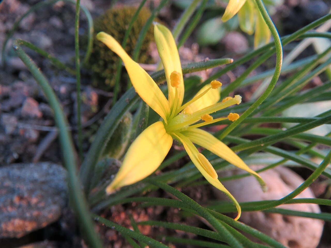 Hairy star of Bethlehem: Acker-Gelbstern ( Gagea villosa ) im Landesgartenschaupark Hockenheim
