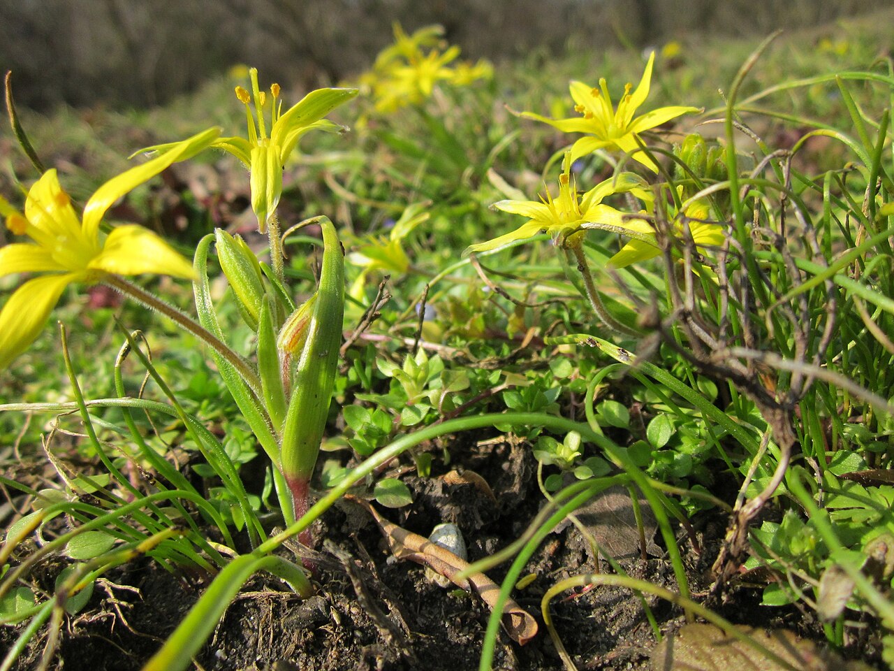 Hairy star of Bethlehem: Acker-Gelbstern ( Gagea villosa ) im Landesgartenschaupark in Hockenheim