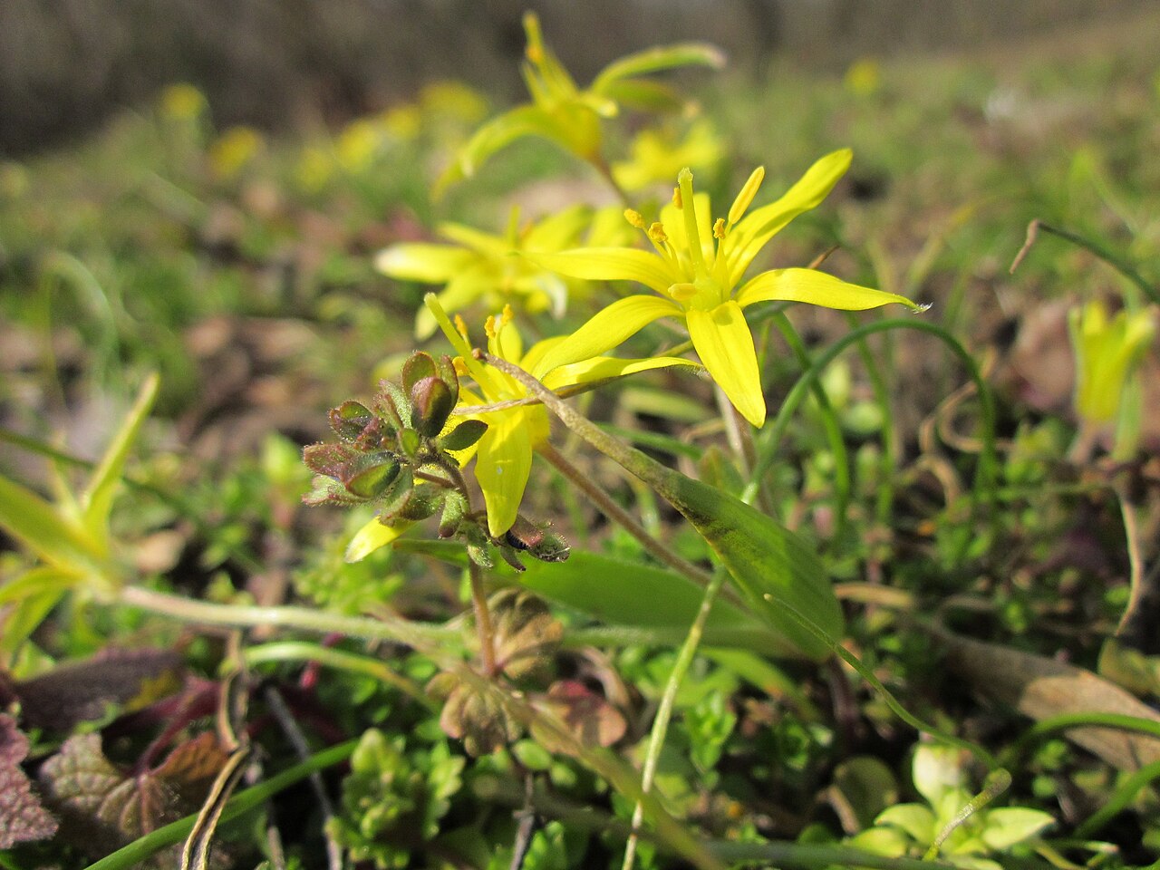 Hairy star of Bethlehem: Acker-Gelbstern ( Gagea villosa ) im Landesgartenschaupark in Hockenheim