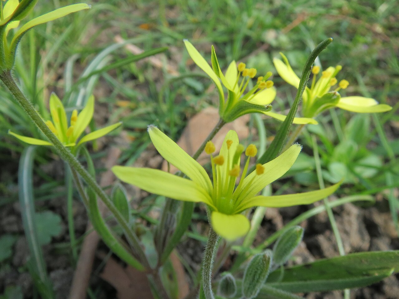 Hairy star of Bethlehem: Acker-Gelbstern ( Gagea villosa ) in Hockenheim