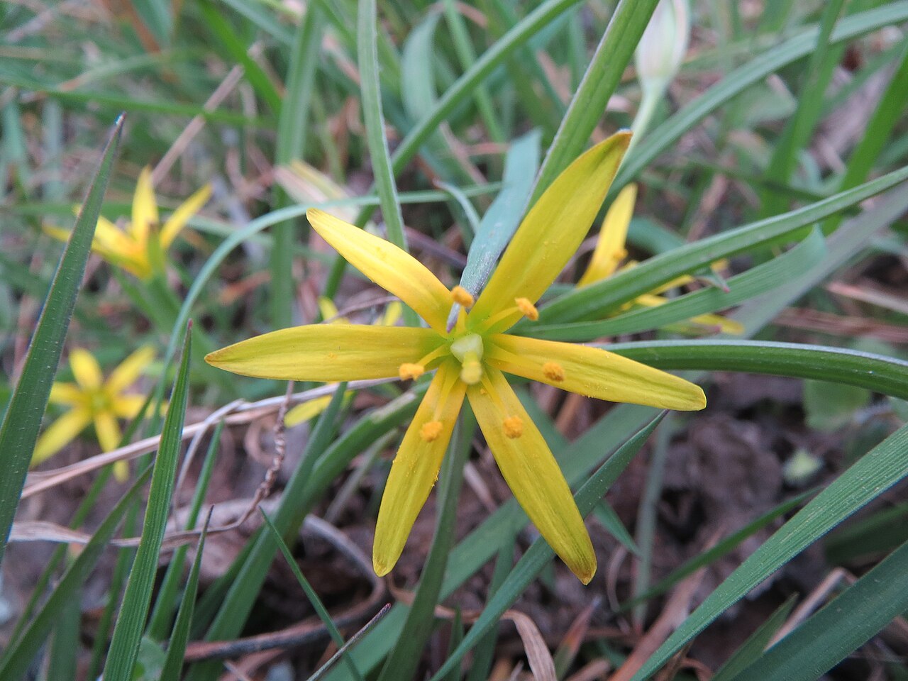 Hairy star of Bethlehem: Acker-Gelbstern ( Gagea villosa ) bei Reilingen