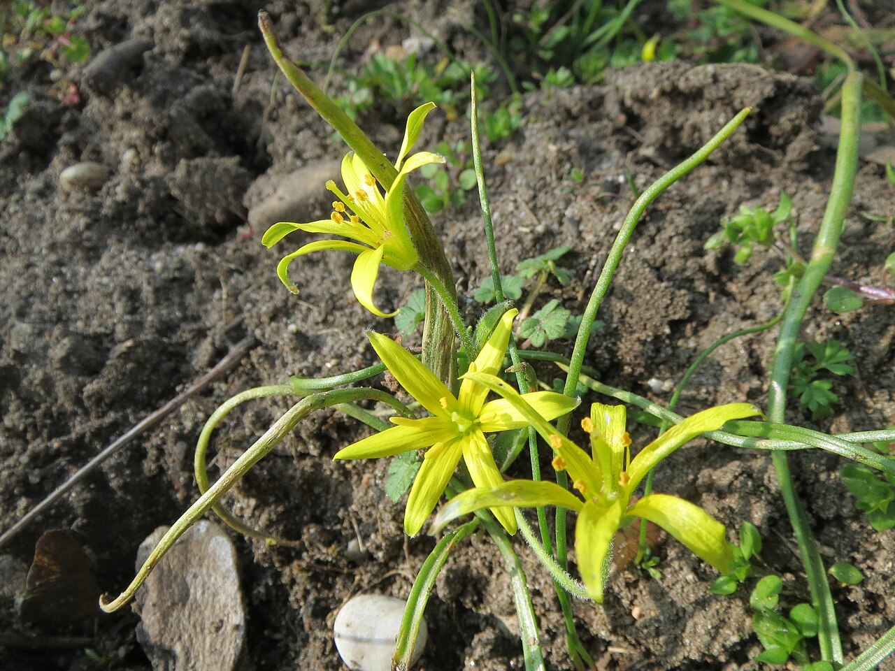 Hairy star of Bethlehem: Acker-Gelbstern ( Gagea villosa ) im Landesgartenschaupark Hockenheim