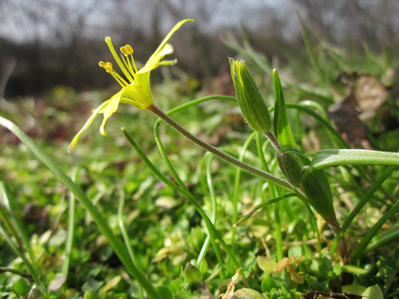 Hairy star of Bethlehem: Acker-Gelbstern ( Gagea villosa ) im Landesgartenschaupark in Hockenheim