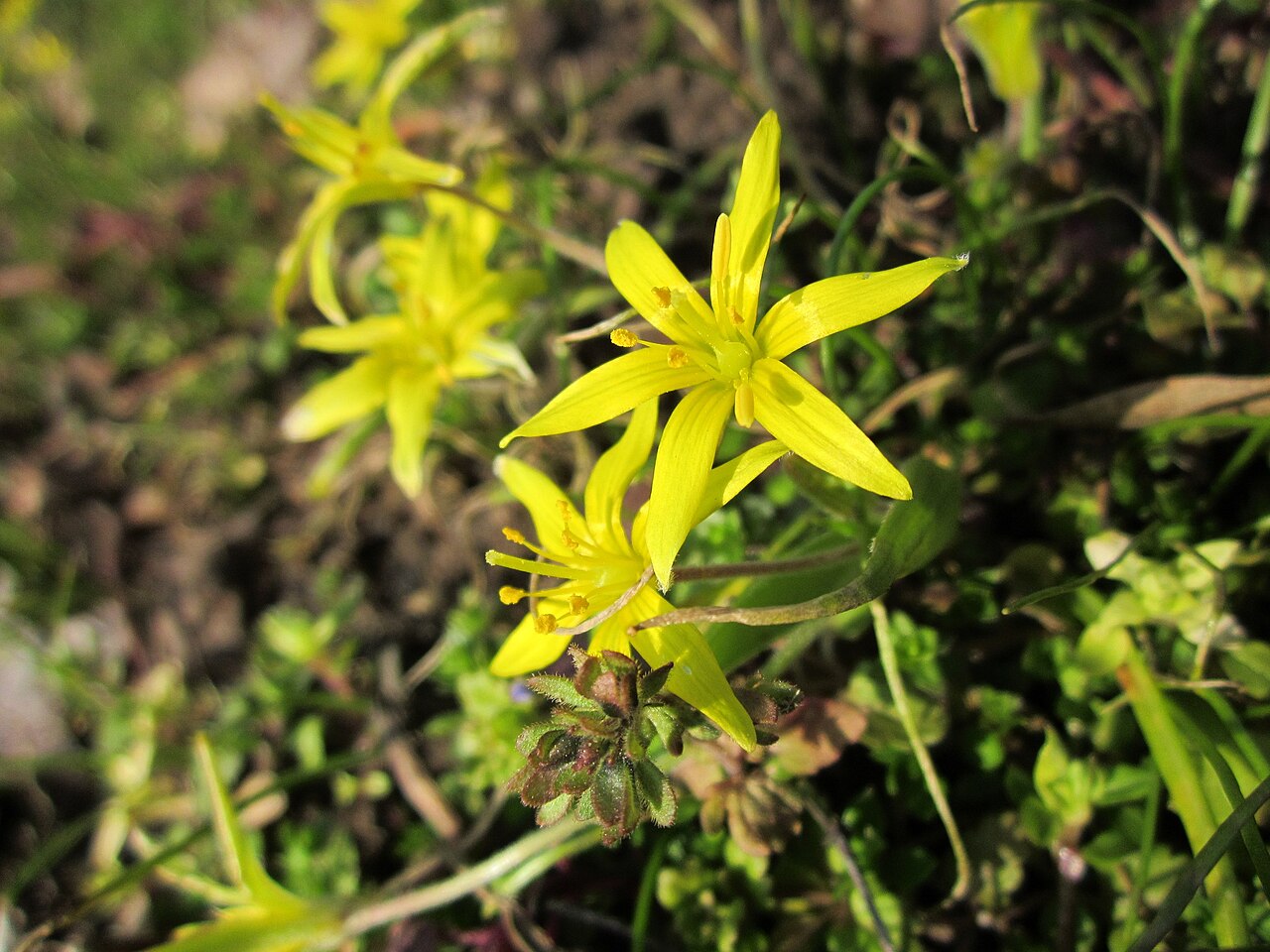 Hairy star of Bethlehem: Acker-Gelbstern ( Gagea villosa ) im Landesgartenschaupark in Hockenheim